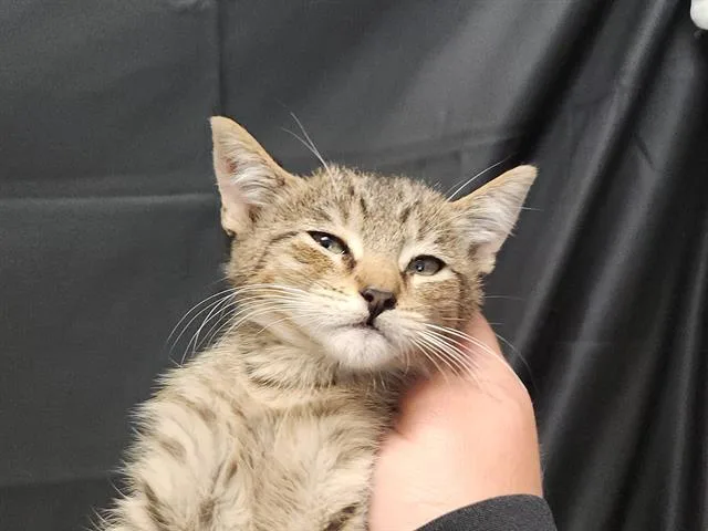 An adult small-sized female Domestic Short Hair cat named Amber for adoption in Sacramento, CA