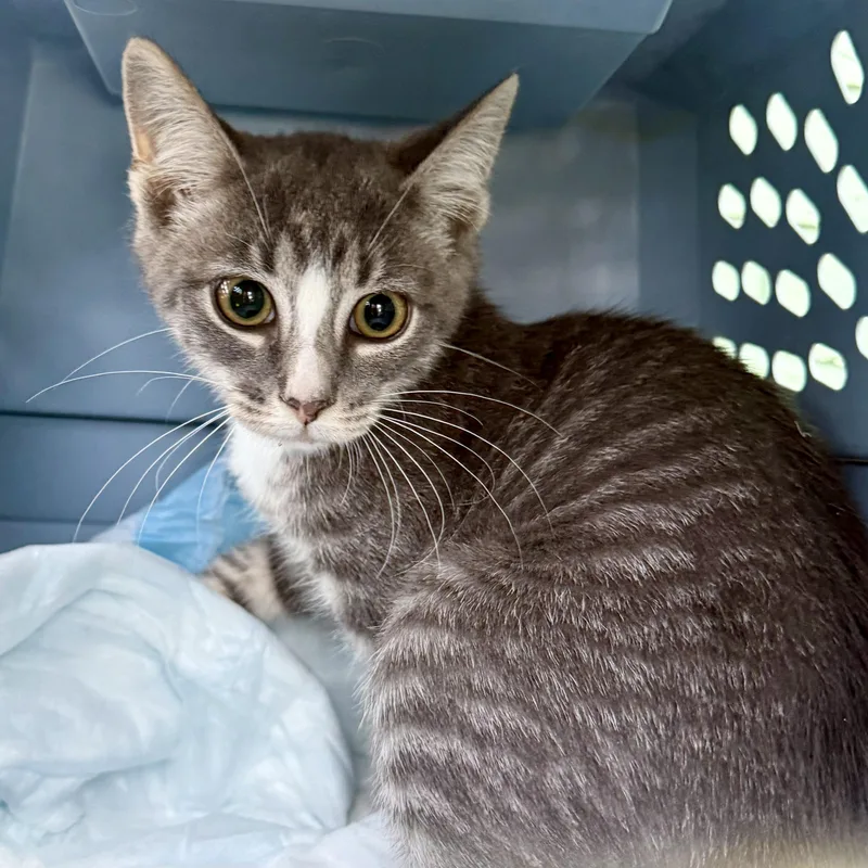 A baby small-sized male Tabby (Gray / Blue / Silver) Domestic Short Hair cat named Edgar for adoption in West Mifflin, PA