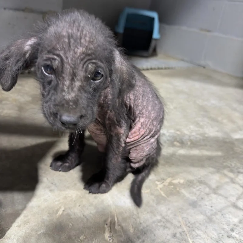A baby medium-sized female Mixed Breed dog named Oakley for adoption in Guntersville, AL