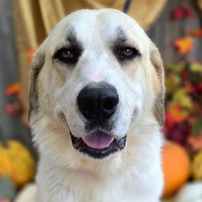 An adult large-sized male Great Pyrenees dog named Oliver for adoption in University Place, WA