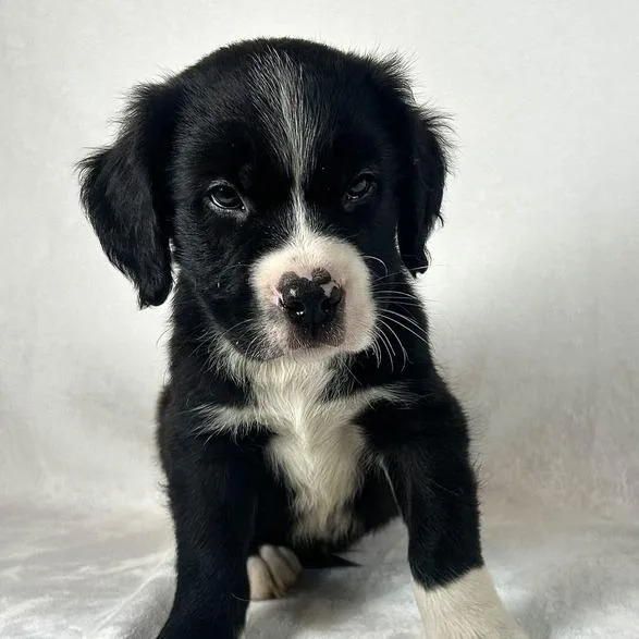 A baby large-sized male White / Cream Bernese Mountain Dog dog named Schnitzel for adoption in Johnson City, TN