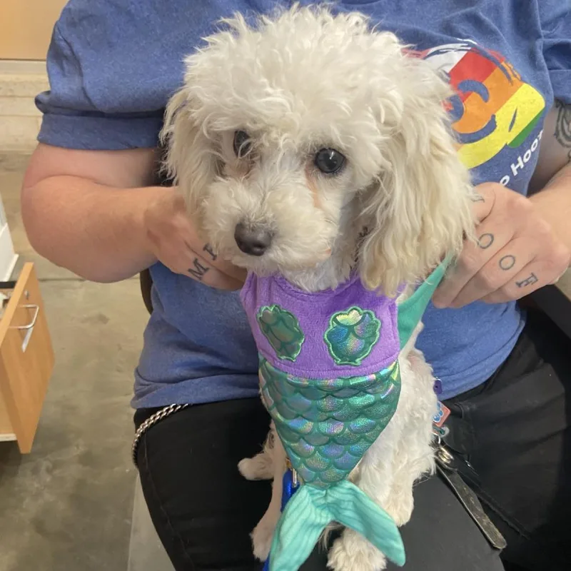 A young small-sized male White / Cream Yorkshire Terrier dog named Hans for adoption in Pittsburgh, PA