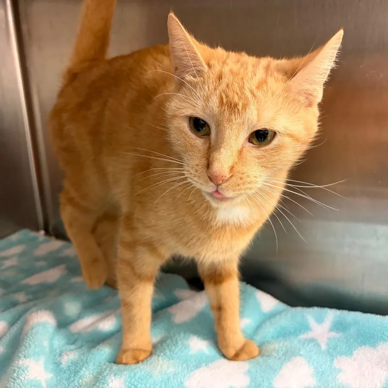 An adult medium-sized female Orange / Red Domestic Short Hair cat named Clementine for adoption in Ashtabula, OH