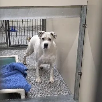 An adult medium-sized female Mixed Breed dog named Rosie for adoption in Fairport, NY