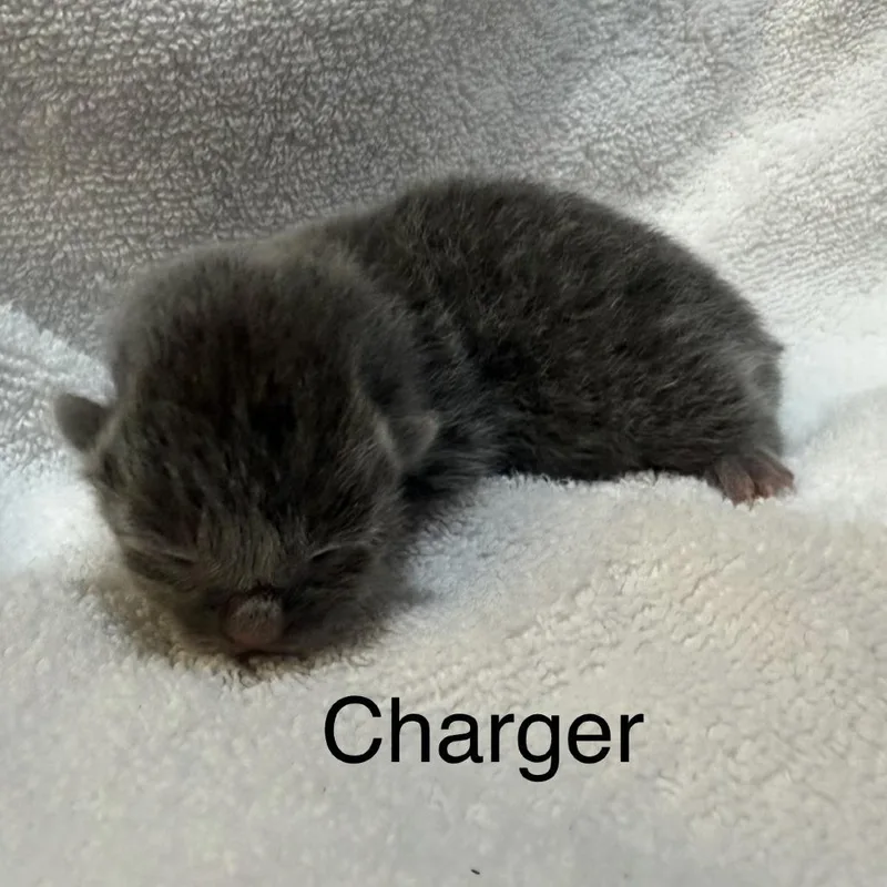 A baby small-sized male Gray / Blue / Silver Domestic Short Hair cat named Charger for adoption in Lynchburg, VA