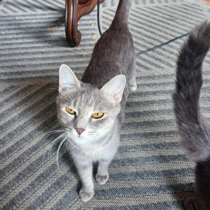 A young medium-sized female Domestic Short Hair cat named Marina Coming in Related for adoption in Clifton, NJ
