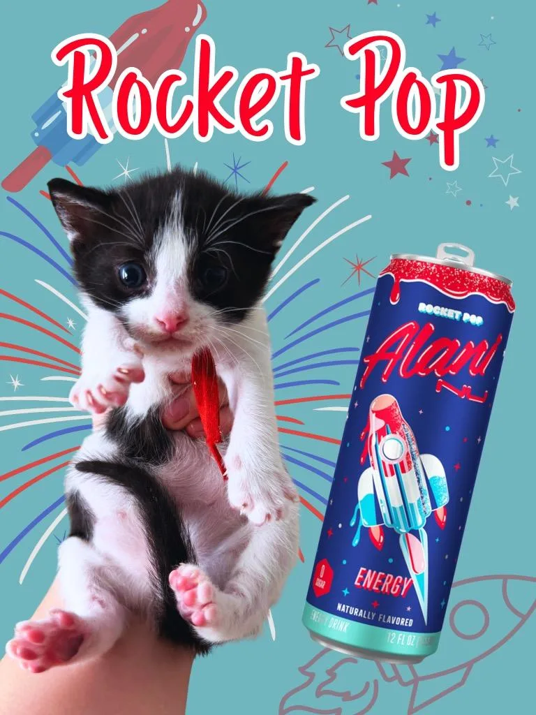 A baby small-sized male Domestic Short Hair cat named Rocket Pop for adoption in Augusta, GA