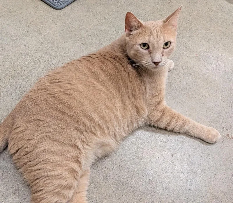 An adult medium-sized male Domestic Short Hair cat named Tigger for adoption in Napa, CA
