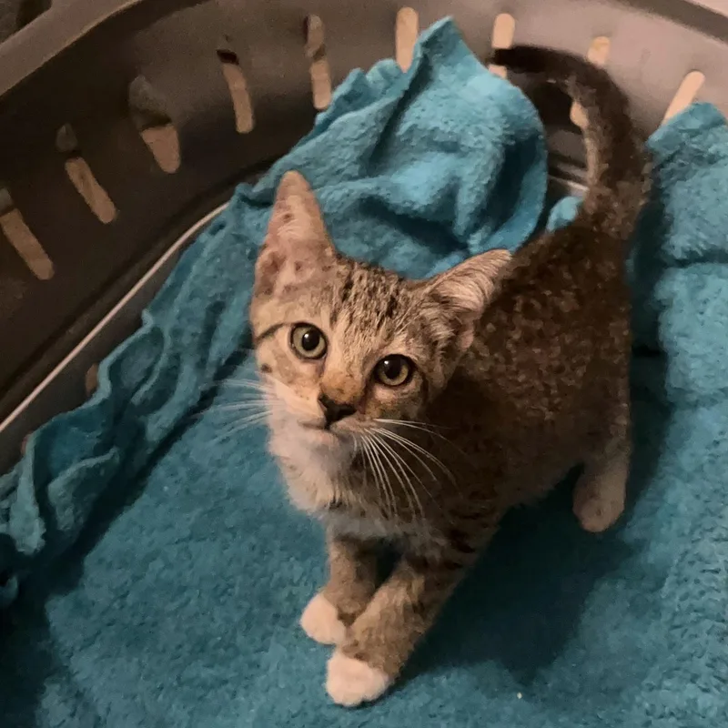 A baby medium-sized male Tabby cat named Watermelon for adoption in Columbia, SC