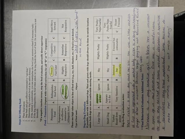 A young large-sized female Plott Hound dog named Normani for adoption in Auburn, CA