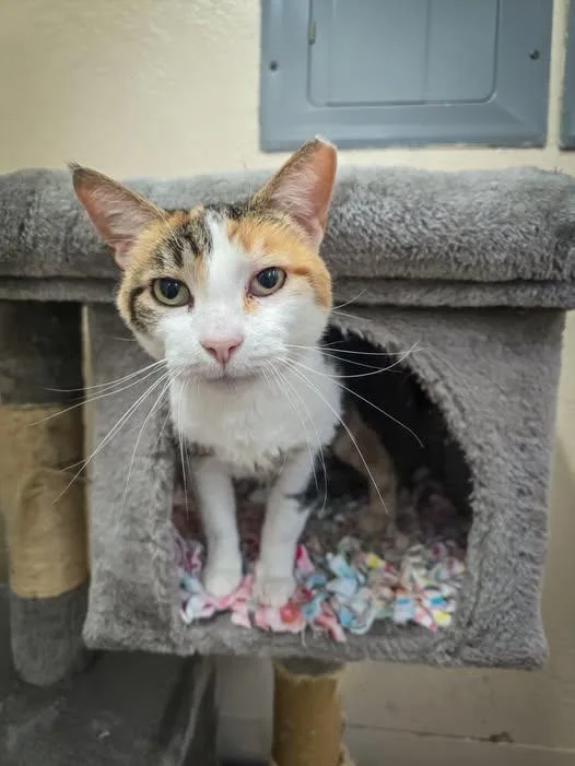 A senior medium-sized female Domestic Short Hair cat named Midge for adoption in Prineville, OR