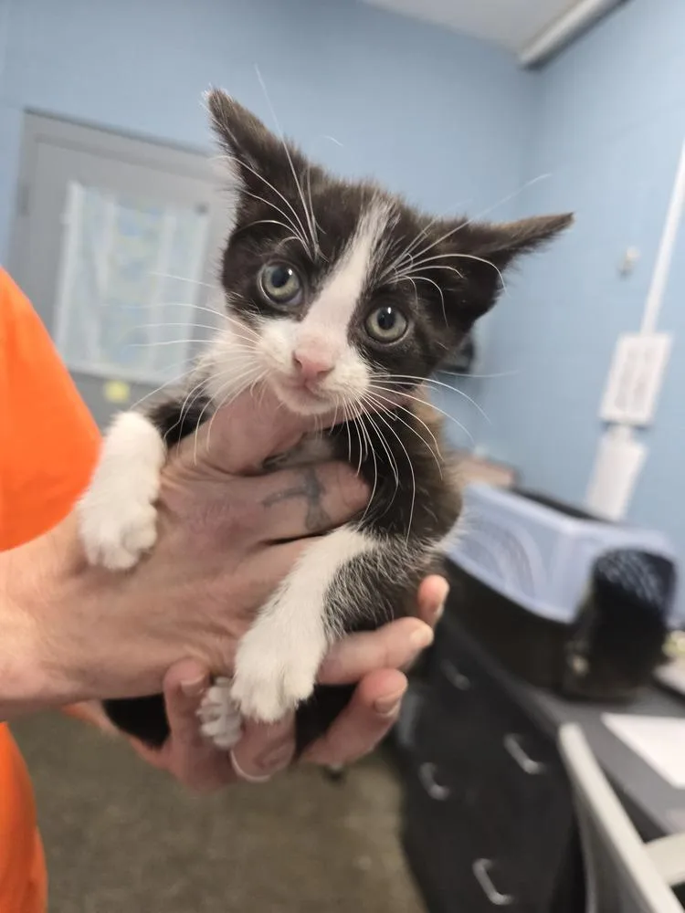 A baby small-sized female Black & White / Tuxedo Domestic Short Hair cat named Aldi for adoption in Evansville, IN