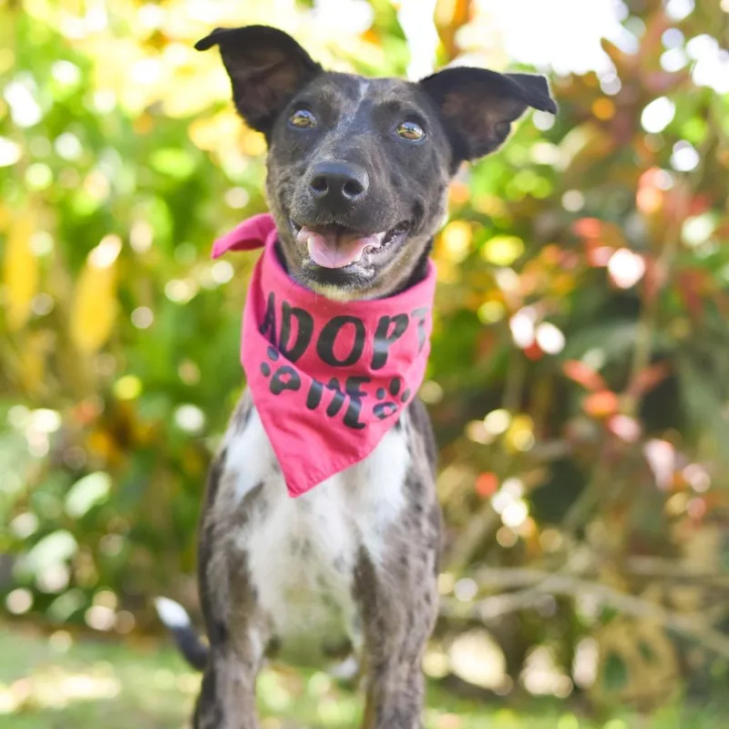 A young small-sized female Black Mixed Breed dog named Noodle for adoption in Kailua Kona, HI