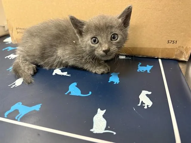 A baby small-sized male Domestic Short Hair cat named Hugo for adoption in Ontario, CA