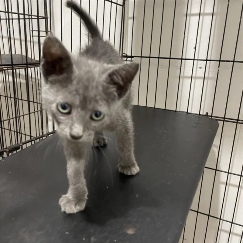 A baby small-sized female Smoke Domestic Short Hair cat named Trout Pout for adoption in Livingston, TX