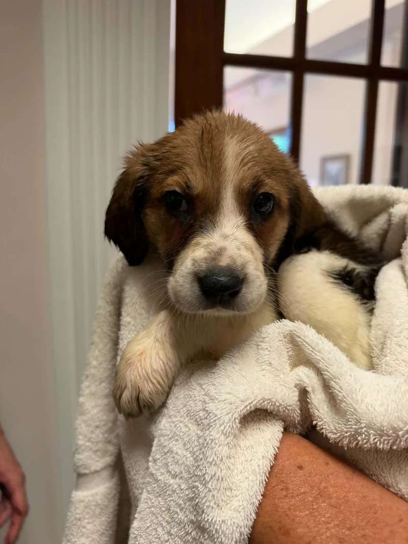 A baby large-sized female Anatolian Shepherd dog named Screamer Halloween Litter for adoption in Holly Springs, NC