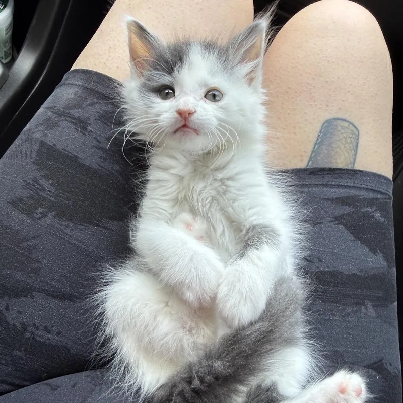 A baby small-sized male White Domestic Medium Hair cat named Slinky for adoption in Medford, NJ