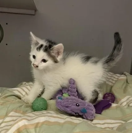 A baby medium-sized male White Domestic Short Hair cat named Inkblot for adoption in Honesdale, PA