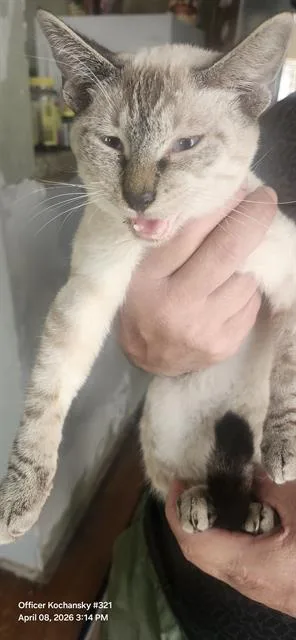 A young small-sized male Domestic Short Hair cat named Bingo for adoption in San Antonio, TX