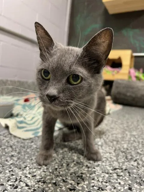 An adult small-sized female Domestic Short Hair cat named Mouse for adoption in Clinton Township, MI