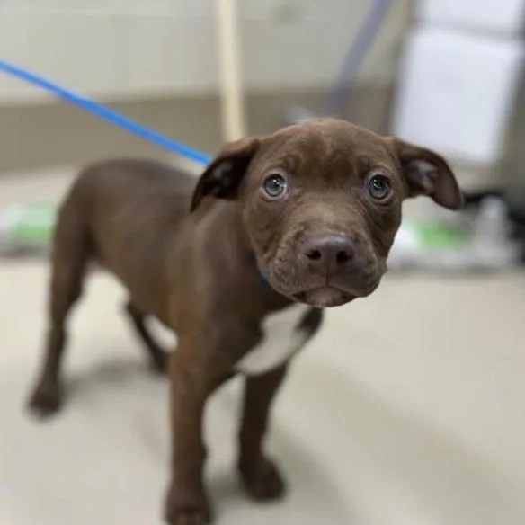 A baby medium-sized male Brown / Chocolate Mixed Breed dog named Nutella for adoption in South Portland, ME
