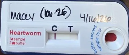 A baby medium-sized female Mixed Breed dog named Macey for adoption in Blue Ridge, GA