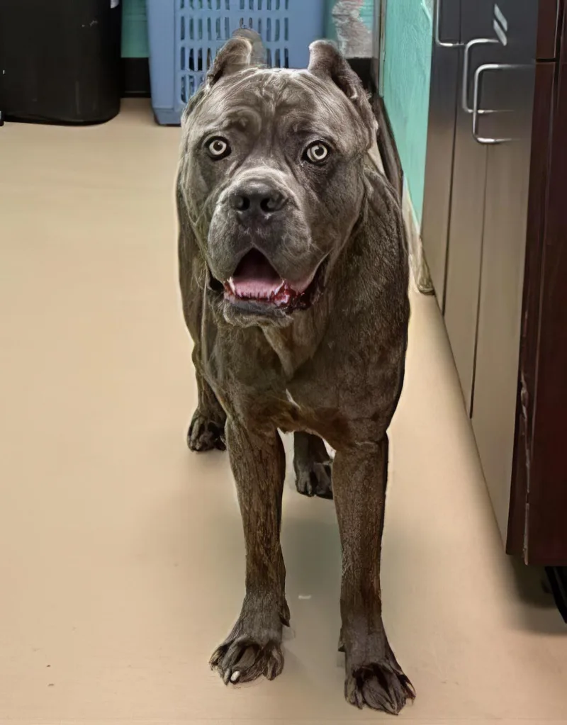 An adult large-sized male Black Mixed Breed dog named Ren for adoption in Nashville, TN