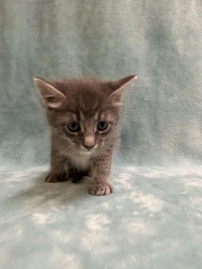 A baby medium-sized male Domestic Short Hair cat named Sun Baby for adoption in Florence, SC