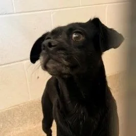 A young small-sized female Chihuahua dog named Estelle for adoption in Horn Lake, MS