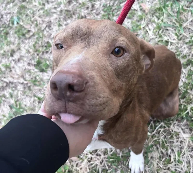 An adult medium-sized male Brown / Chocolate Pit Bull Terrier dog named Bruce for adoption in Houston, TX