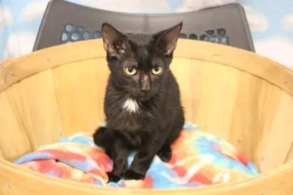 An adult large-sized male Black Domestic Short Hair cat named Bucky for adoption in Covington, LA