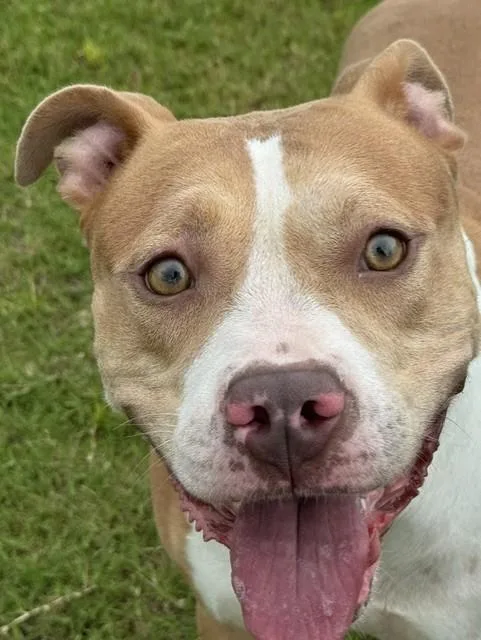 An adult large-sized female Red / Chestnut / Orange Pit Bull Terrier dog named Gracie for adoption in Lynn Haven, FL