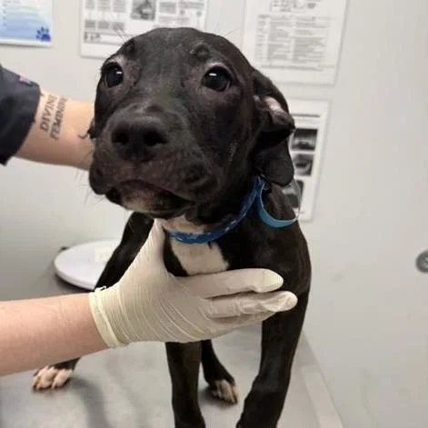 A baby small-sized female Black Mixed Breed dog named Brownie for adoption in Jacksonville, FL