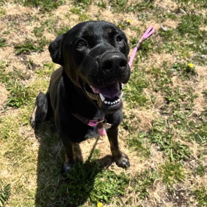 A young large-sized female Black Mixed Breed dog named Gurley for adoption in Spokane, WA