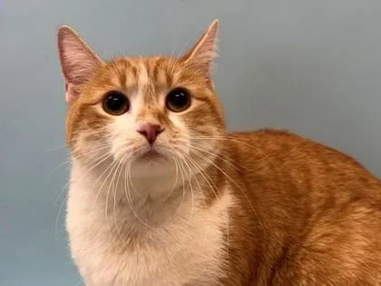 An adult small-sized female Domestic Medium Hair cat named Eve for adoption in Woodbury, MN