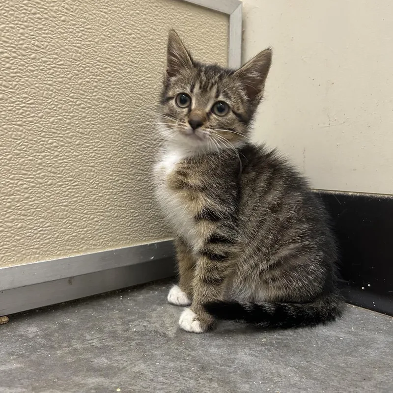 A baby small-sized female Domestic Short Hair cat named Clover for adoption in Mount Gilead, NC