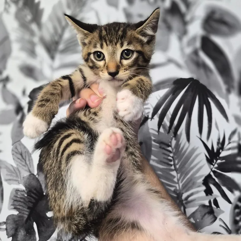 A baby small-sized male Brown / Chocolate Domestic Short Hair cat named Mahi Mahi for adoption in Wahiawa, HI