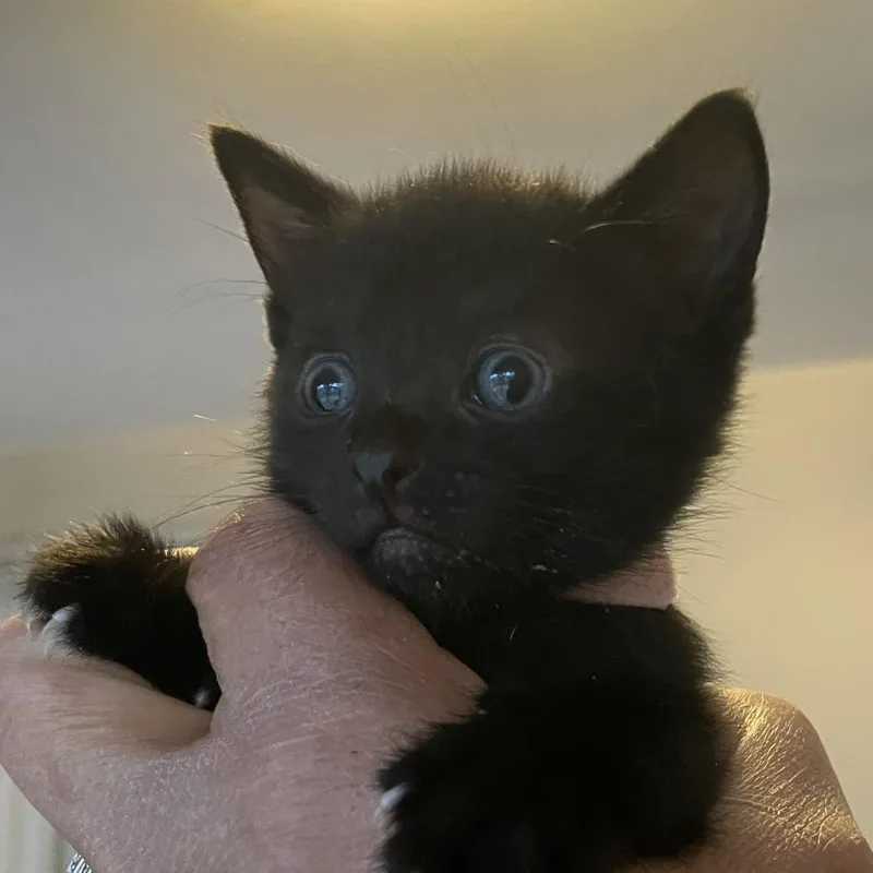 A baby small-sized female Black Domestic Short Hair cat named Joycelyn for adoption in Bel Air, MD