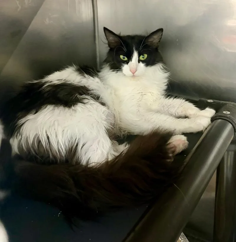 A young medium-sized female Domestic Medium Hair cat named Jacq Cheeze for adoption in Fort Lupton, CO