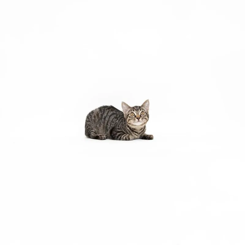 A baby small-sized female Brown / Chocolate Domestic Short Hair cat named Nova for adoption in Playa Vista, CA