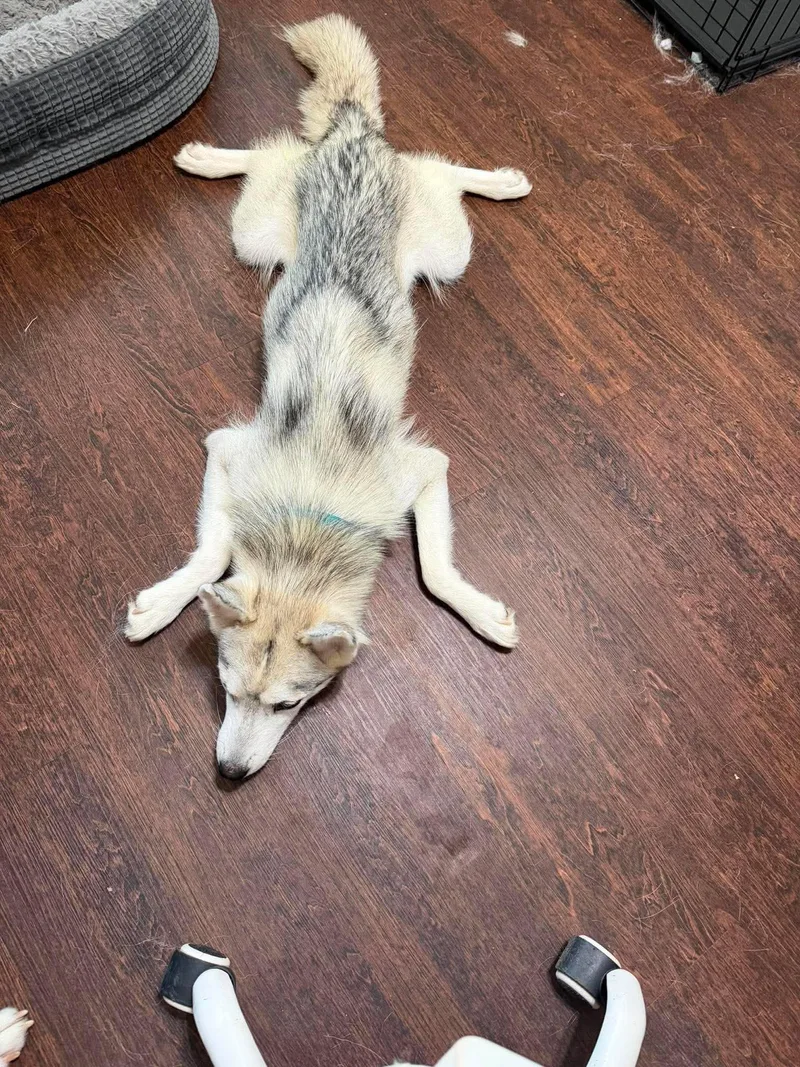 An adult small-sized female Siberian Husky dog named Kaylie for adoption in Carrollton, TX