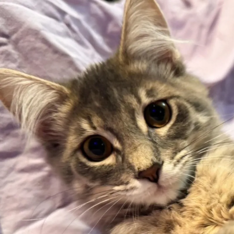A baby small-sized female Domestic Medium Hair cat named Cannoli for adoption in Buhl, ID