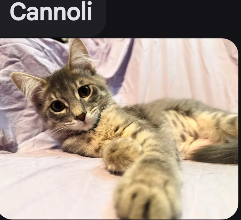 Cannoli thumbnail 2