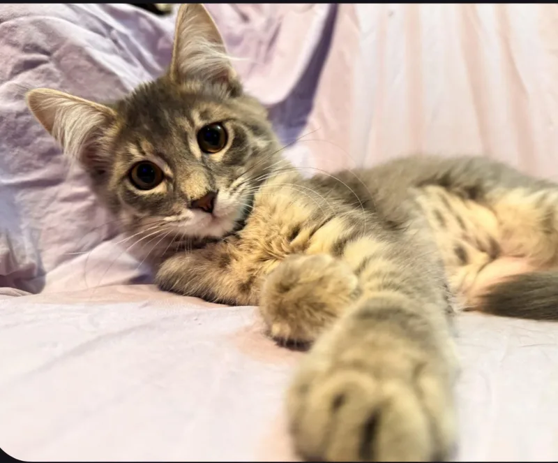 Cannoli thumbnail 3