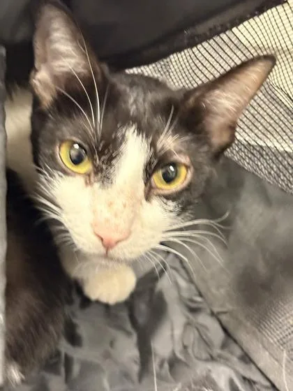 An adult small-sized female Domestic Short Hair cat named Marlow for adoption in Memphis, TN