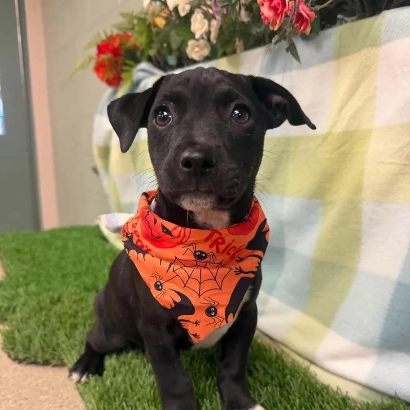 A baby small-sized male Black American Staffordshire Terrier dog named Bandit for adoption in Turlock, CA