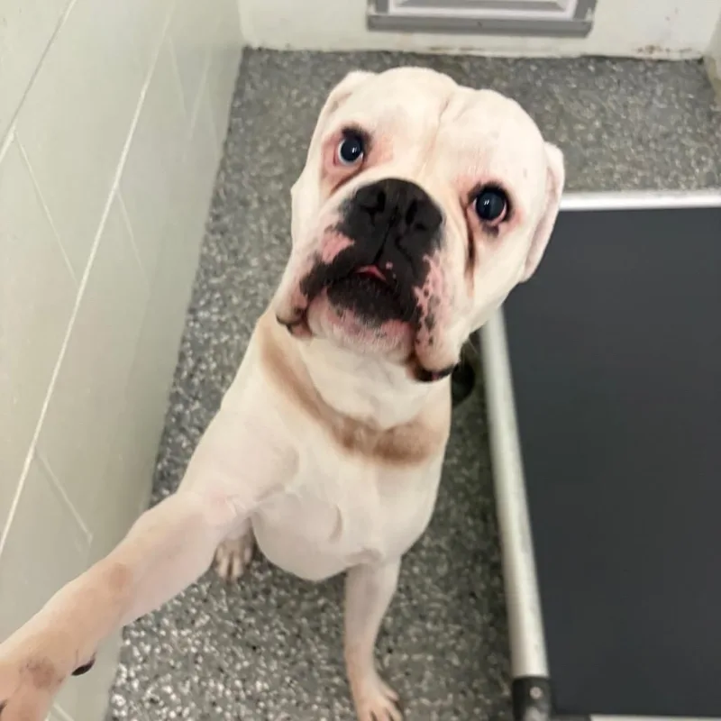 A senior medium-sized male White / Cream Boxer dog named Vinnie for adoption in Parkersburg, WV