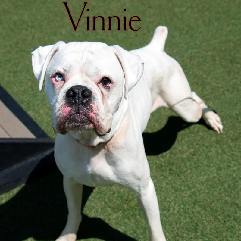 Vinnie thumbnail 2