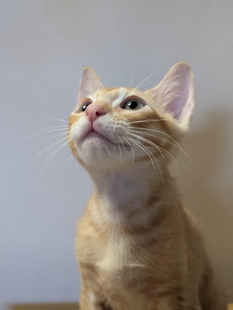 A baby medium-sized male Orange / Red Domestic Short Hair cat named 'Ino for adoption in Honolulu, HI