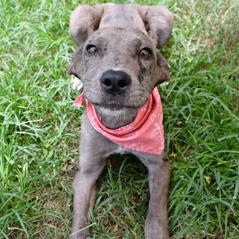 A young medium-sized female Brown / Chocolate Catahoula Leopard Dog dog named Coconut Hut for adoption in Beaumont, TX